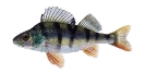 Naše druhy ryb_33