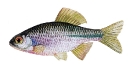 Naše druhy ryb_39