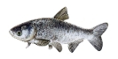 Naše druhy ryb_48