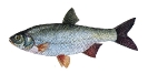 Naše druhy ryb_44