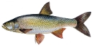 Naše druhy ryb_49